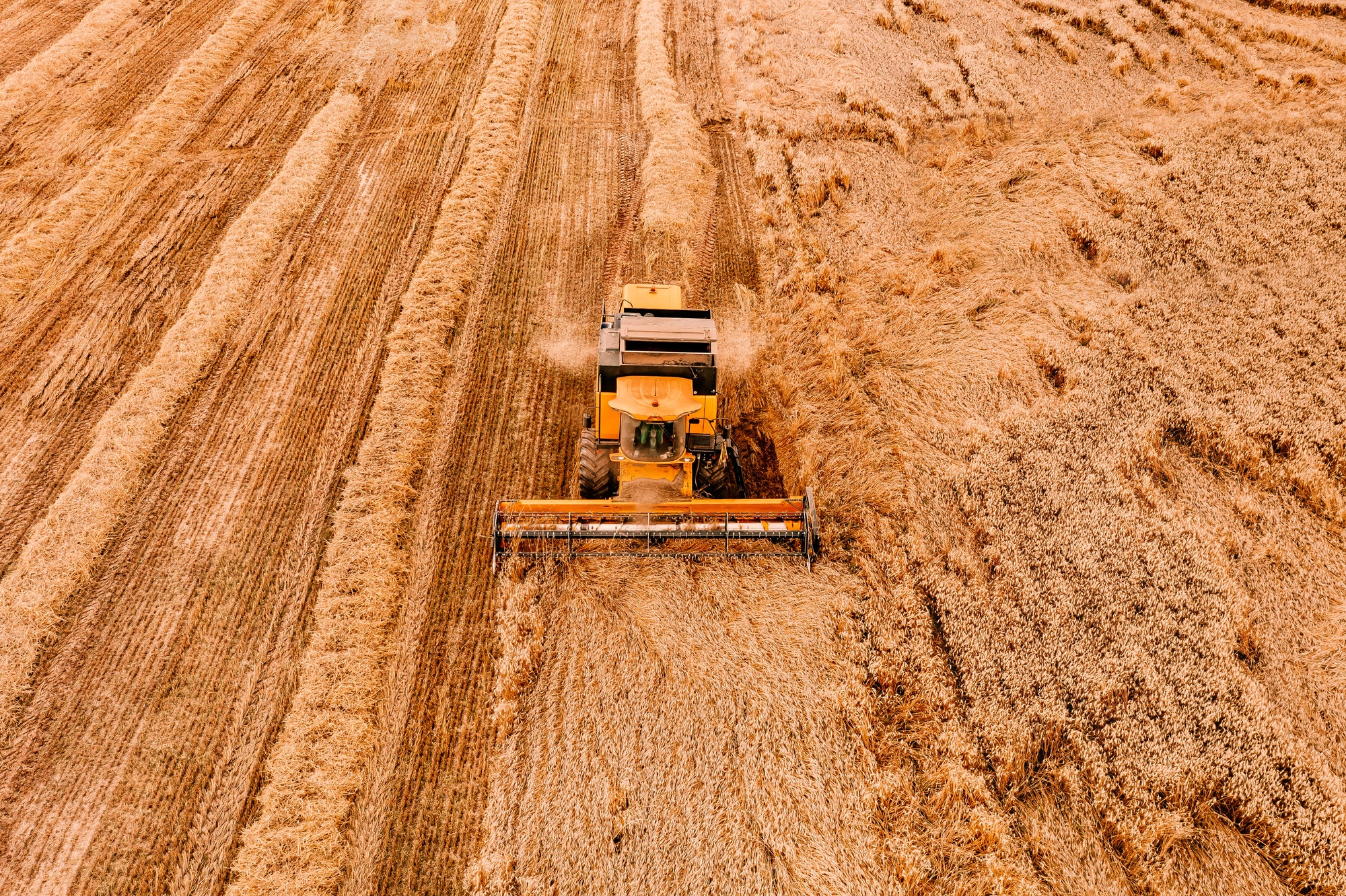 Aerial view of the combine harvester agriculture machine working on ripe wheat field.