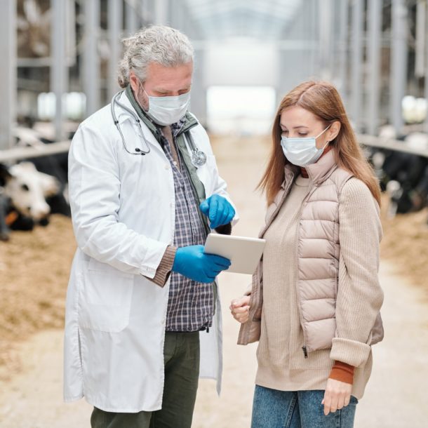 Mature male veterinarian showing online medical information to farm worker