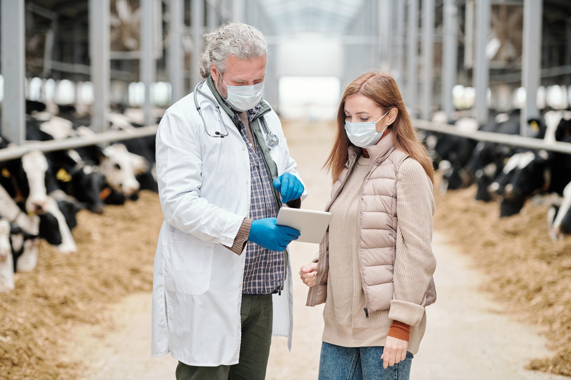 Mature male veterinarian showing online medical information to farm worker