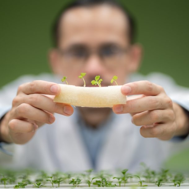 scientist working to research in agriculture green plant at biology science laboratory greenhouse