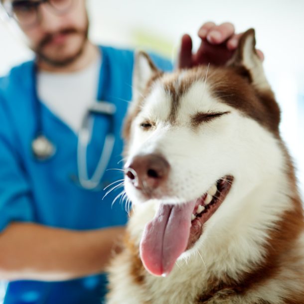 Visiting vet