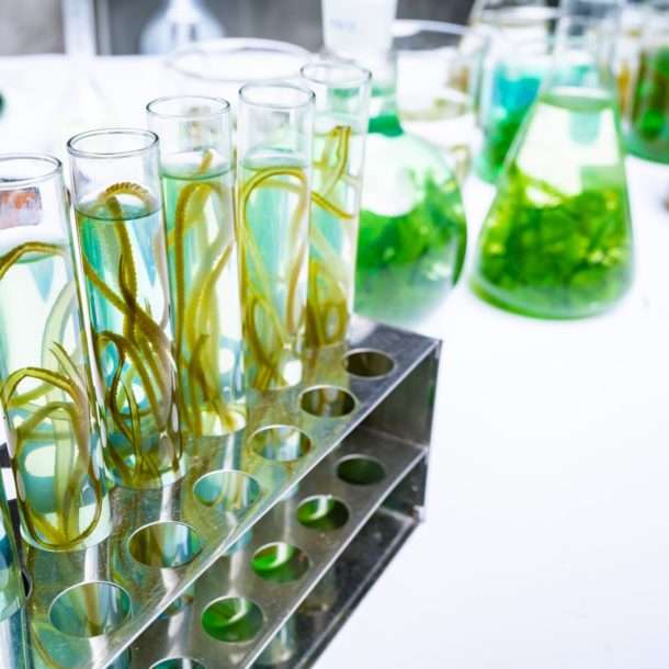 green alga laboratory research, alternative biofuel energy technology, biotechnology concept