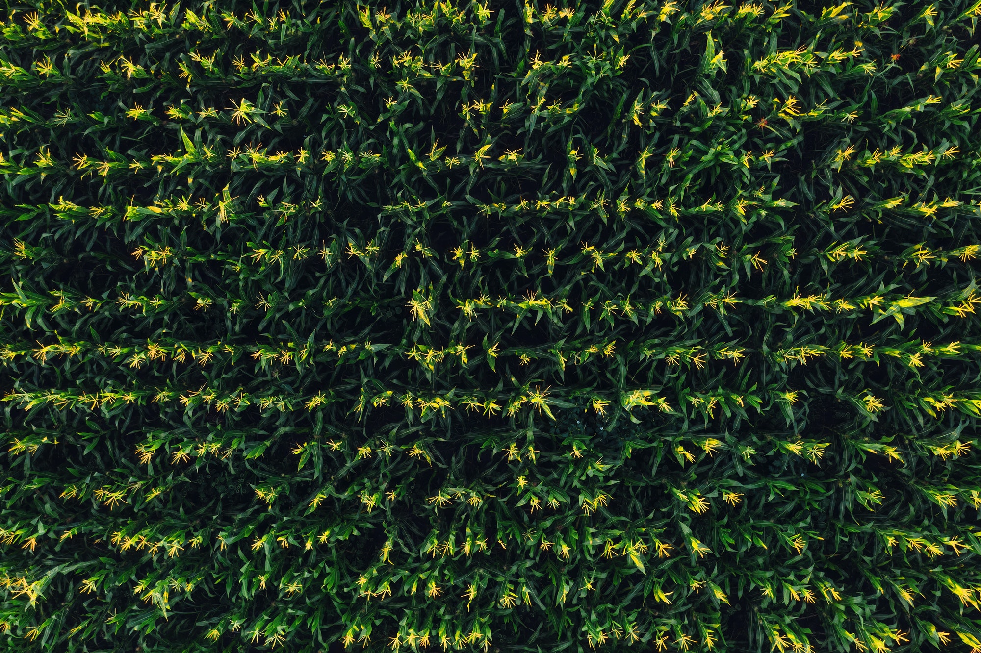 Green corn field aerial view