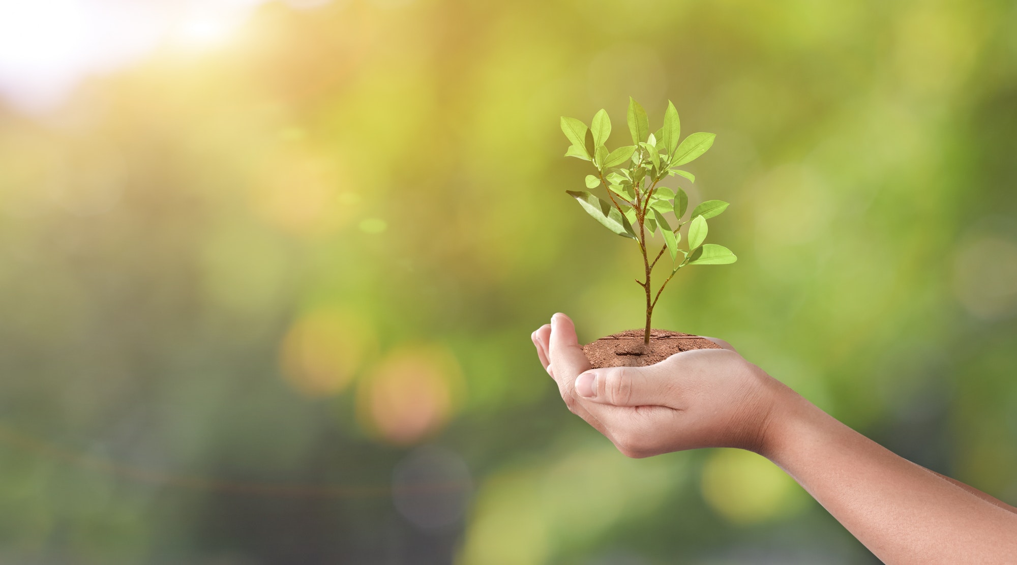 Hand holding young plant on green nature bokeh background. Eco earth day concept.