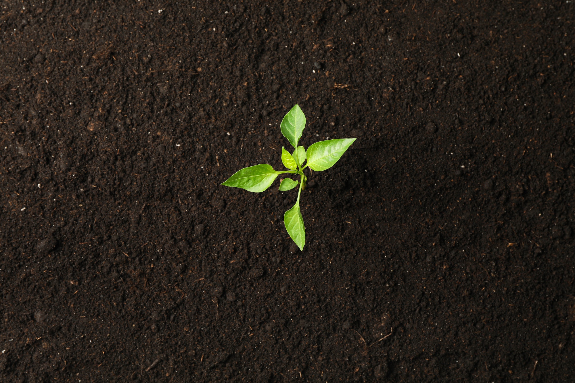Green sprout in black soil, space for text and top view. Environmental protection. Agriculture