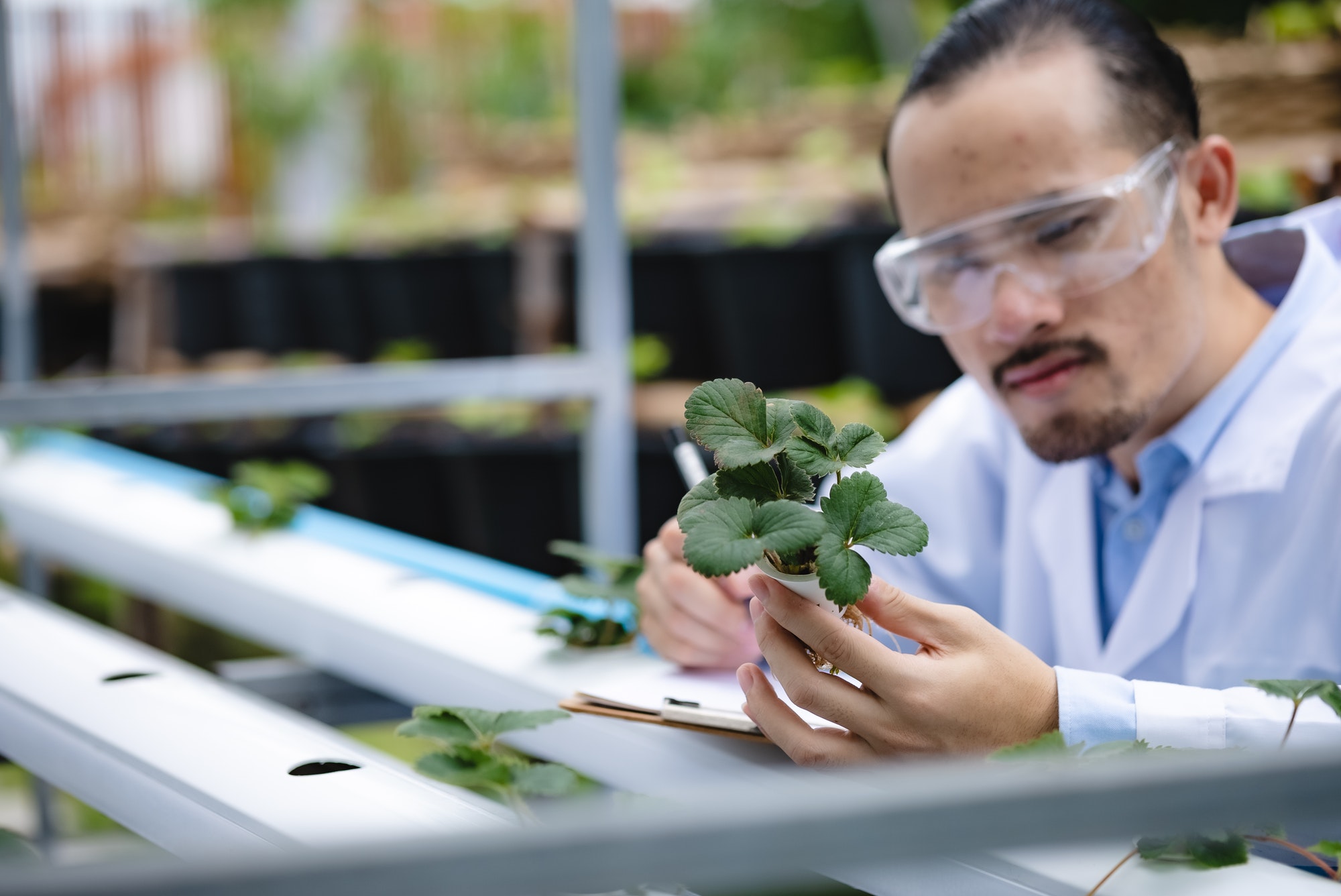 plant medicine biology scientist research concept, outdoor agricultural technology laboratory field