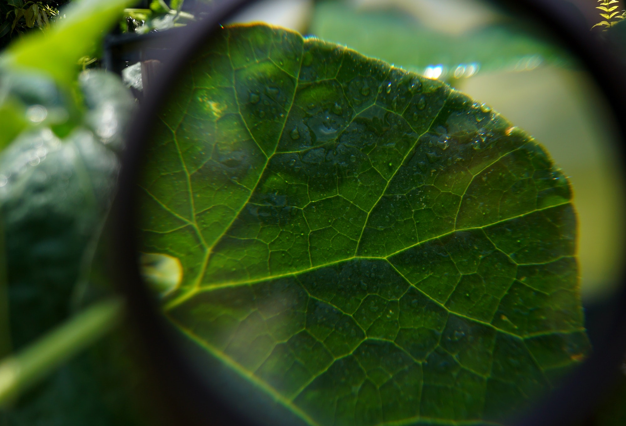 Look into nature through a magnifying glass