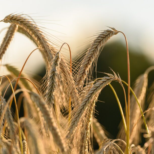 Rye crops on a field. Agriculture